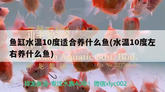 魚缸水溫10度適合養(yǎng)什么魚(水溫10度左右養(yǎng)什么魚) 委內(nèi)瑞拉奧里諾三間魚