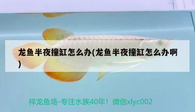 龍魚(yú)半夜撞缸怎么辦(龍魚(yú)半夜撞缸怎么辦啊) 龍魚(yú)批發(fā)