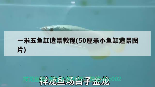 一米五魚缸造景教程(50厘米小魚缸造景圖片) 非洲金鼓魚