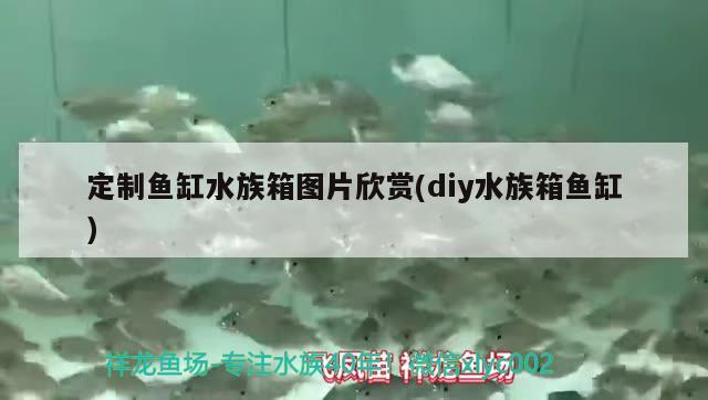 定制魚缸水族箱圖片欣賞(diy水族箱魚缸)