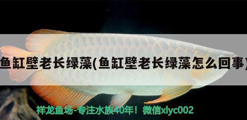 魚缸壁老長(zhǎng)綠藻(魚缸壁老長(zhǎng)綠藻怎么回事) 蘇虎苗（蘇門答臘虎魚苗） 第4張