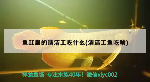 魚缸里的清潔工吃什么(清潔工魚吃啥)