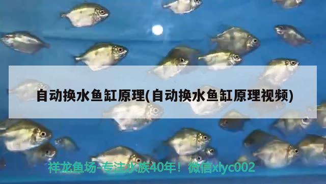 自動換水魚缸原理(自動換水魚缸原理視頻) 水草