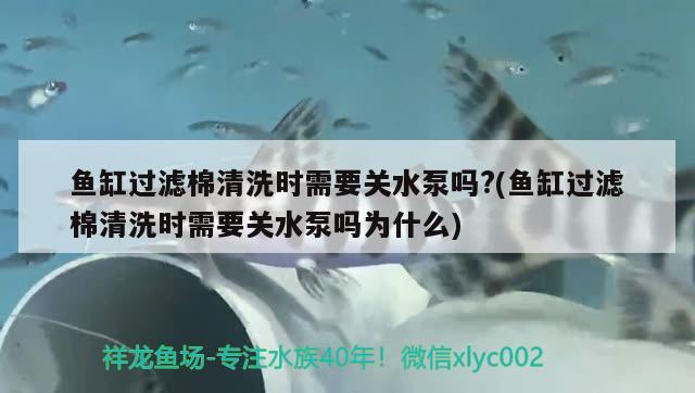 魚(yú)缸過(guò)濾棉清洗時(shí)需要關(guān)水泵嗎?(魚(yú)缸過(guò)濾棉清洗時(shí)需要關(guān)水泵嗎為什么)