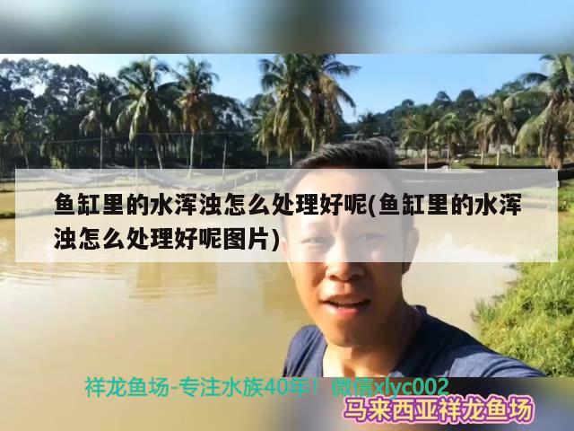 魚缸里的水渾濁怎么處理好呢(魚缸里的水渾濁怎么處理好呢圖片)