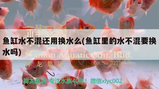 四段紅白錦鯉如何鑒賞，錦鯉魚有哪些顏色