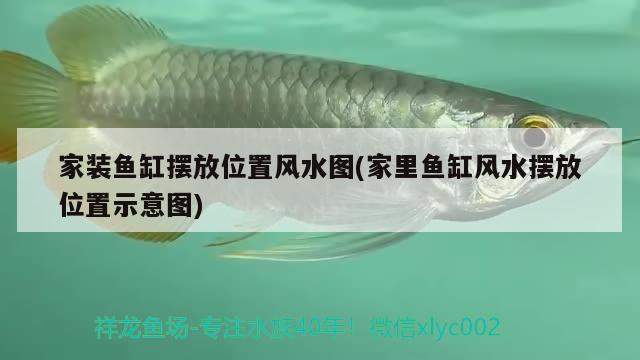 50厘米金龍魚值多少錢（50公分銀龍魚價(jià)格多少錢） 銀龍魚 第3張