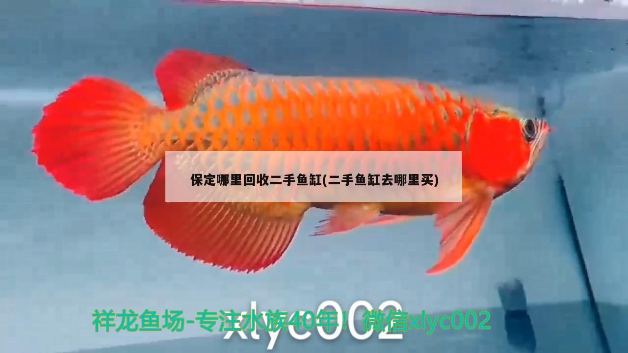 保定哪里回收二手魚(yú)缸(二手魚(yú)缸去哪里買(mǎi))