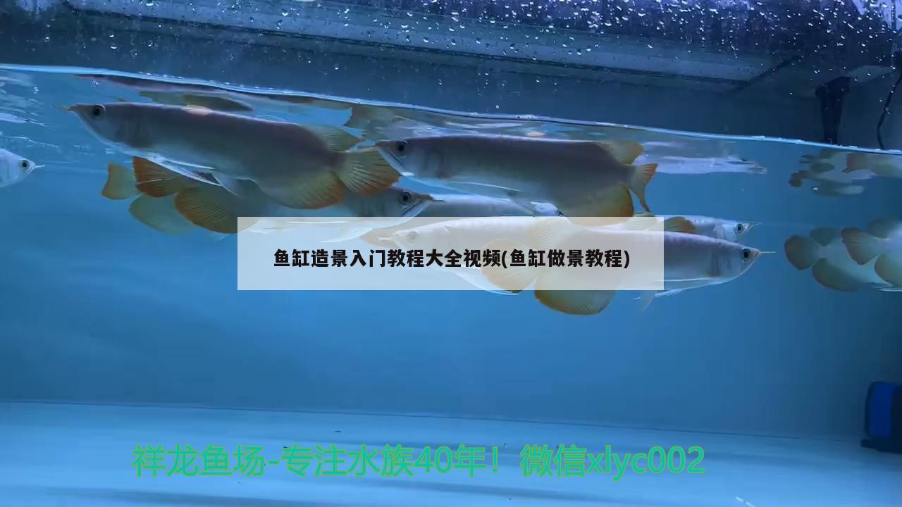 魚缸造景入門教程大全視頻(魚缸做景教程) 祥龍魚場