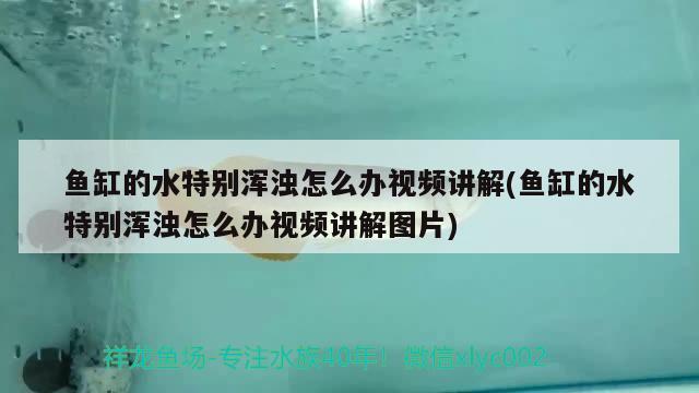 金龍魚眼睛上有白點是什么情況(龍睛金魚身上有白點) 金龍福龍魚