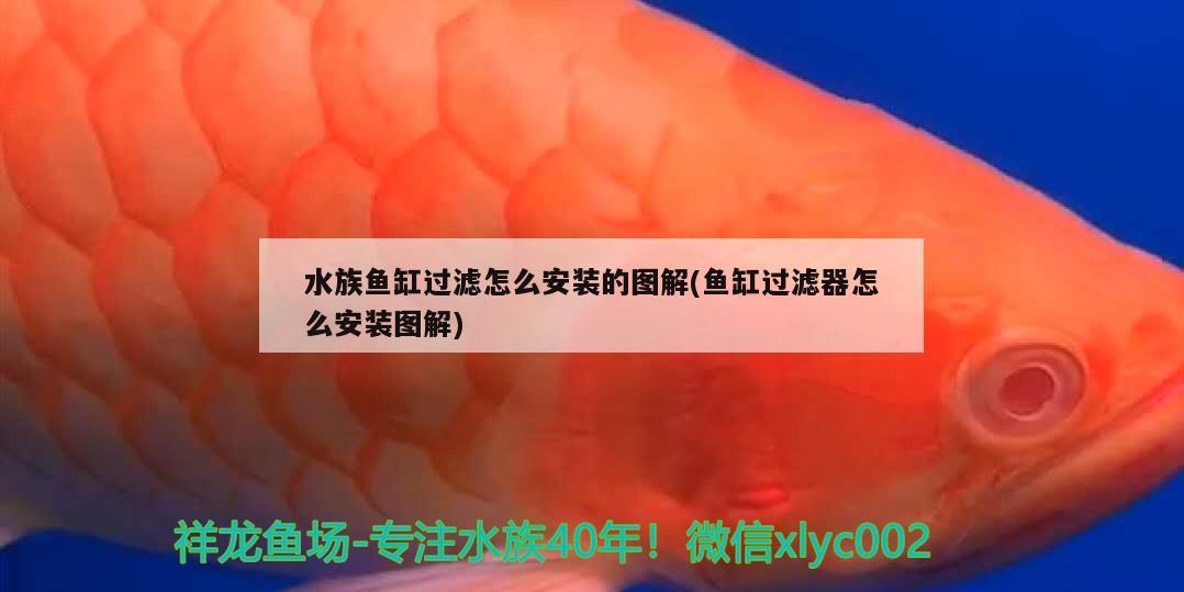 水族魚缸過濾怎么安裝的圖解(魚缸過濾器怎么安裝圖解) 戰(zhàn)車紅龍魚 第2張