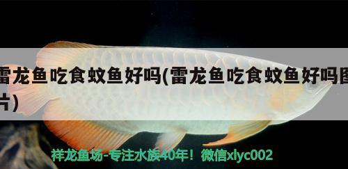 水泡金魚泡內(nèi)發(fā)黃(水泡金魚顏色) 觀賞魚 第1張