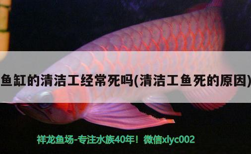 請教魚缸冬天省電的問題 銀河星鉆魚 第3張