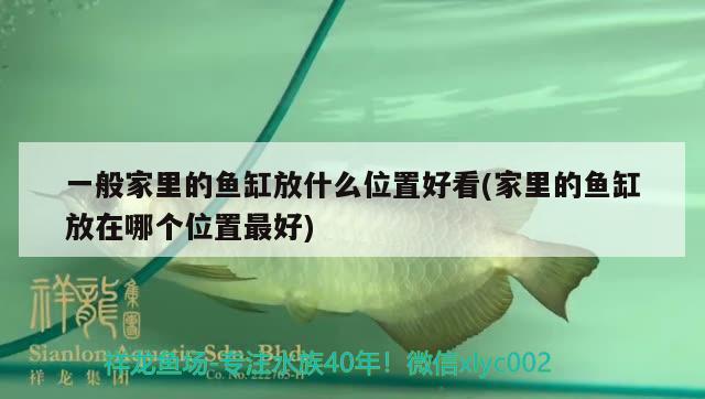 一般家里的魚缸放什么位置好看(家里的魚缸放在哪個(gè)位置最好) 泰國虎魚（泰虎）