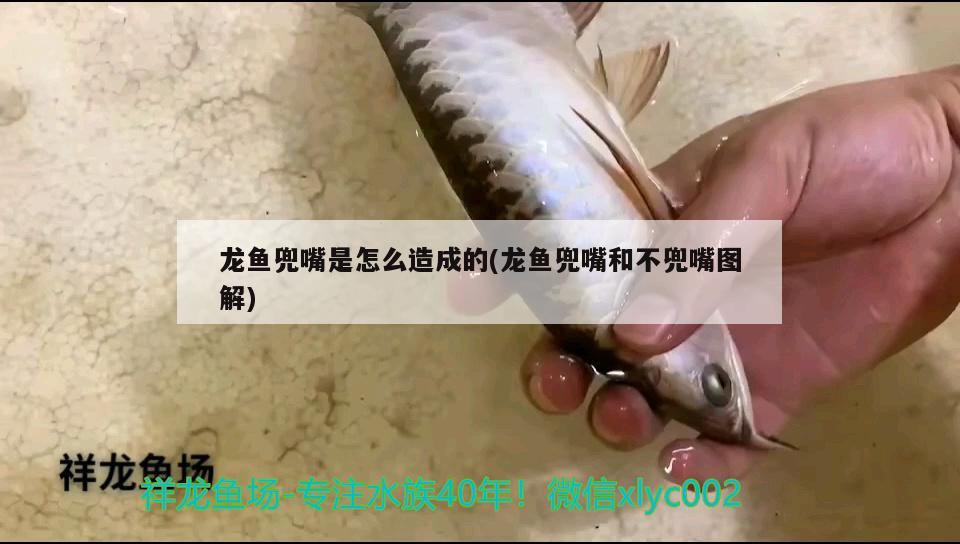 龍魚兜嘴是怎么造成的(龍魚兜嘴和不兜嘴圖解) 魟魚百科