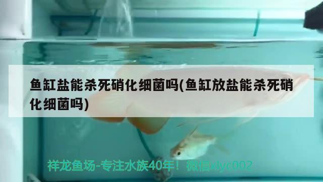 魚(yú)缸鹽能殺死硝化細(xì)菌嗎(魚(yú)缸放鹽能殺死硝化細(xì)菌嗎) 硝化細(xì)菌