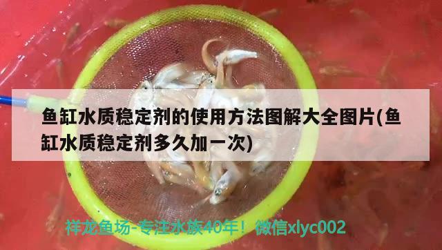 魚缸水質(zhì)穩(wěn)定劑的使用方法圖解大全圖片(魚缸水質(zhì)穩(wěn)定劑多久加一次) 短身紅龍魚