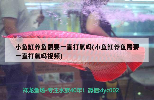 小魚(yú)缸養(yǎng)魚(yú)需要一直打氧嗎(小魚(yú)缸養(yǎng)魚(yú)需要一直打氧嗎視頻) 水族世界