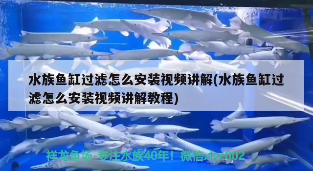 魚缸里放維生素c多長時(shí)間有效(魚缸放維生素c注意事項(xiàng)) 圖騰金龍魚