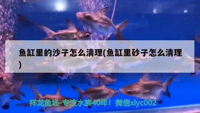 魚缸里的沙子怎么清理(魚缸里砂子怎么清理) 白子關(guān)刀魚苗