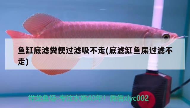 魚缸底濾糞便過濾吸不走(底濾缸魚屎過濾不走) 福滿鉆魚