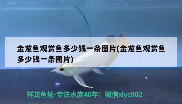 金龍魚觀賞魚多少錢一條圖片(金龍魚觀賞魚多少錢一條圖片)