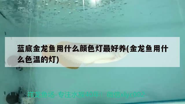 藍(lán)底金龍魚用什么顏色燈最好養(yǎng)(金龍魚用什么色溫的燈)