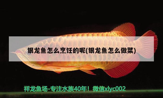 銀龍魚(yú)怎么烹飪的呢(銀龍魚(yú)怎么做菜)