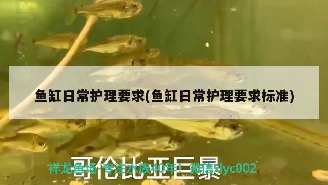 鸚鵡魚魚缸上面游動的原因及解析，鸚鵡魚為什么在魚缸上面游動的原因及解析 鸚鵡魚 第1張