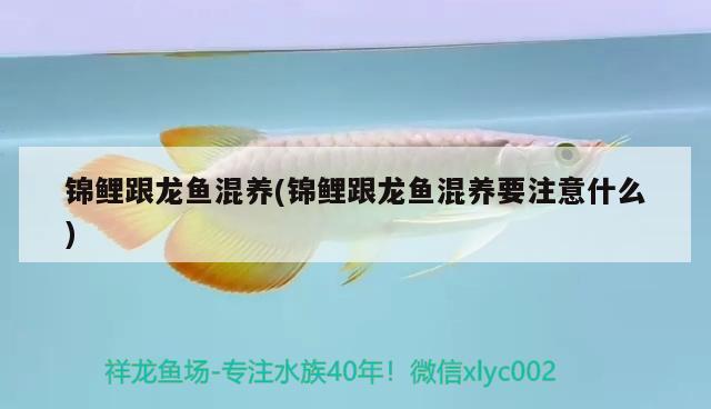 錦鯉跟龍魚混養(yǎng)(錦鯉跟龍魚混養(yǎng)要注意什么)