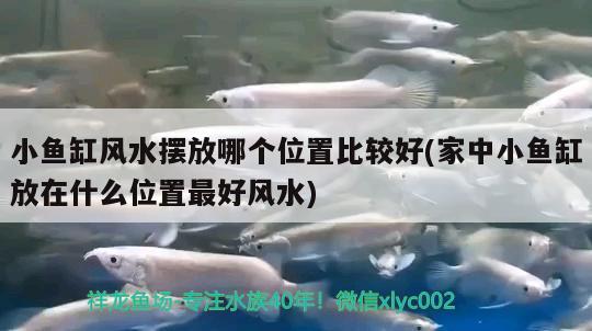 小魚缸風水擺放哪個位置比較好(家中小魚缸放在什么位置最好風水) 魚缸風水