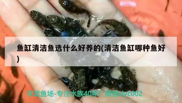 魚缸清潔魚選什么好養(yǎng)的(清潔魚缸哪種魚好) 古典過背金龍魚