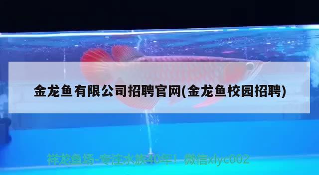 金頭過(guò)背金龍魚20厘米多少錢一只 過(guò)背金龍魚10多斤