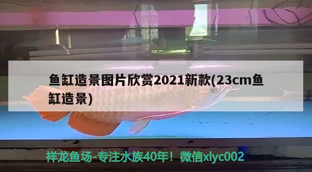 魚缸造景圖片欣賞2021新款(23cm魚缸造景) 女王大帆魚苗