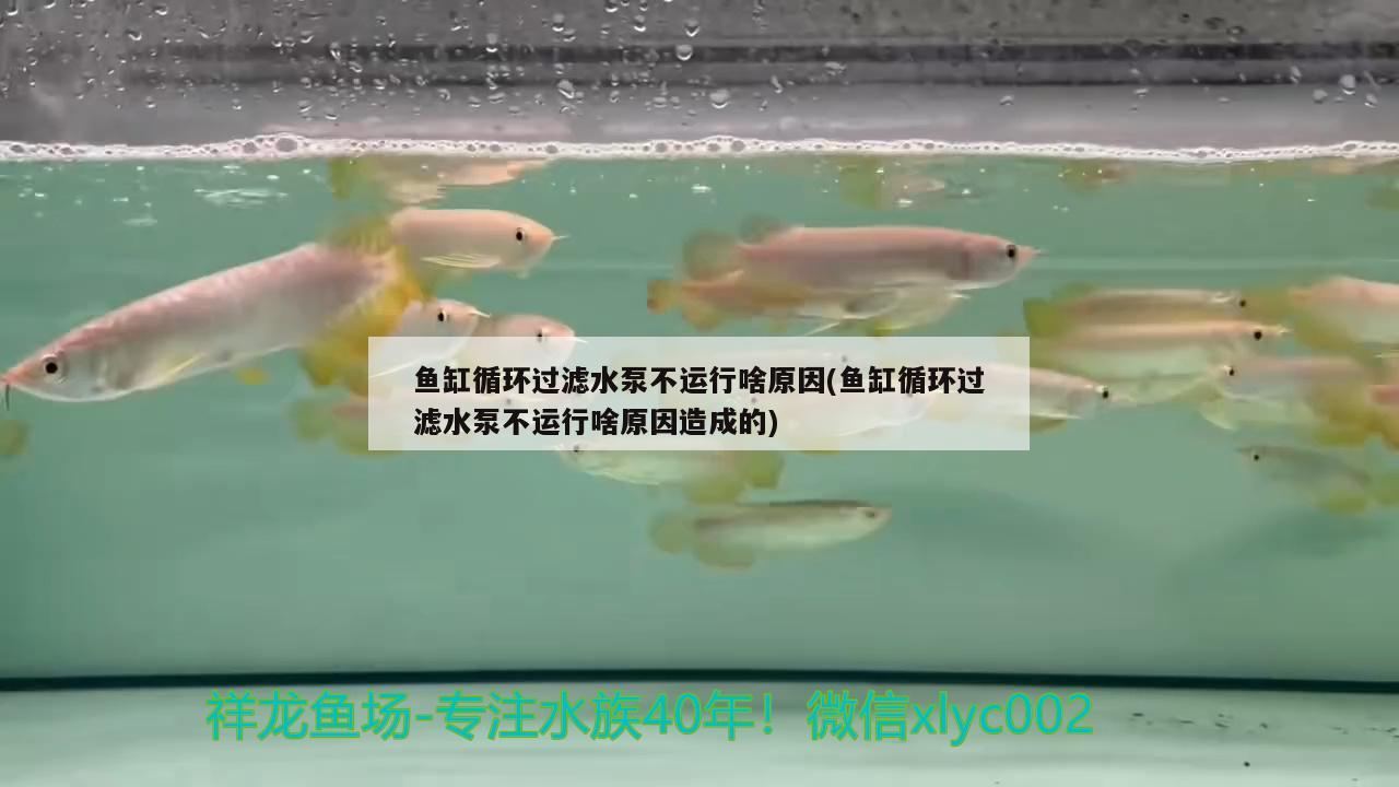 魚缸循環(huán)過濾水泵不運行啥原因(魚缸循環(huán)過濾水泵不運行啥原因造成的) 短身紅龍魚