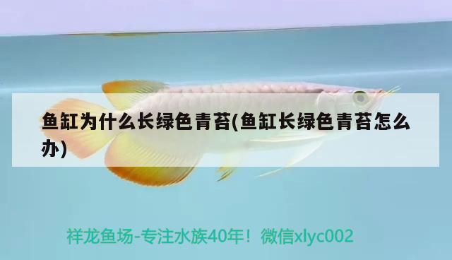 魚缸為什么長綠色青苔(魚缸長綠色青苔怎么辦) 稀有金龍魚 第1張