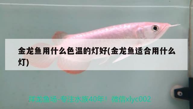 金龍魚(yú)用什么色溫的燈好(金龍魚(yú)適合用什么燈)