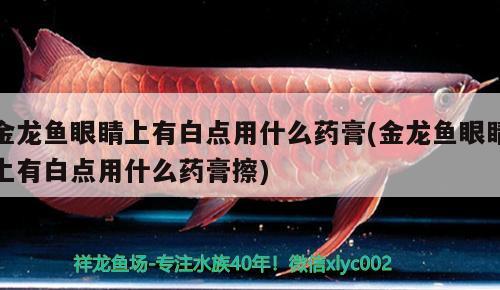 金龍魚眼睛上有白點用什么藥膏(金龍魚眼睛上有白點用什么藥膏擦)