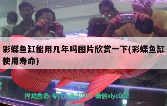 珠海魚缸龍魚世家水族館優(yōu)惠（珠海水族館 龍魚世家水族館專注） 進(jìn)口元寶鳳凰魚 第1張