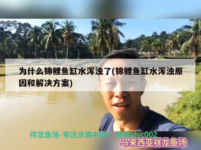 為什么錦鯉魚缸水渾濁了(錦鯉魚缸水渾濁原因和解決方案) 魟魚百科