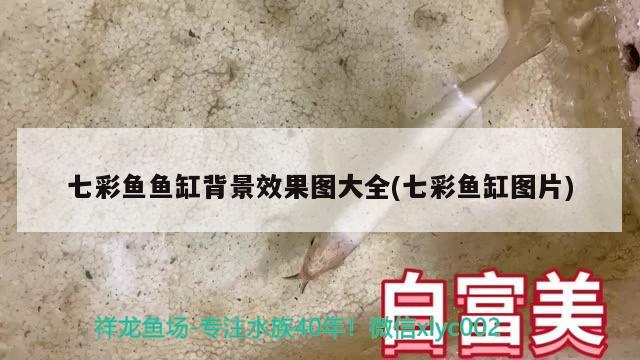 七彩魚魚缸背景效果圖大全(七彩魚缸圖片)