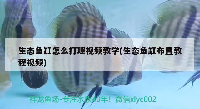 生態(tài)魚(yú)缸怎么打理視頻教學(xué)(生態(tài)魚(yú)缸布置教程視頻)