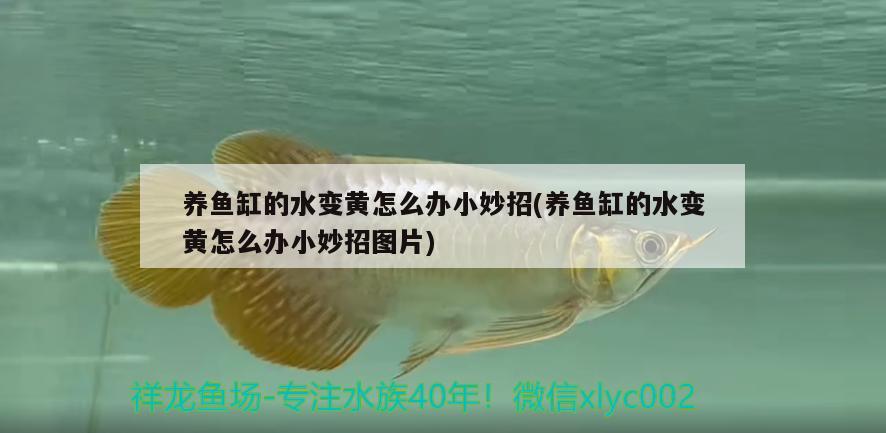 養(yǎng)魚缸的水變黃怎么辦小妙招(養(yǎng)魚缸的水變黃怎么辦小妙招圖片) 非洲象鼻魚