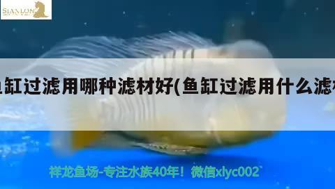 龍魚跳缸是什么原因，（龍魚跳缸是什么原因）