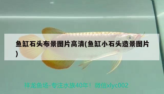 龍魚跳缸是什么原因，（龍魚跳缸是什么原因）