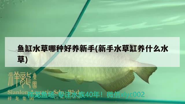 魚(yú)缸水草哪種好養(yǎng)新手(新手水草缸養(yǎng)什么水草) 水草