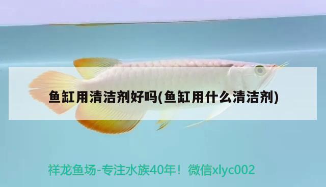 魚缸用清潔劑好嗎(魚缸用什么清潔劑) 月光鴨嘴魚苗