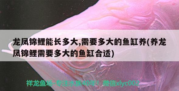 龍鳳錦鯉能長(zhǎng)多大,需要多大的魚(yú)缸養(yǎng)(養(yǎng)龍鳳錦鯉需要多大的魚(yú)缸合適) 圖騰金龍魚(yú)