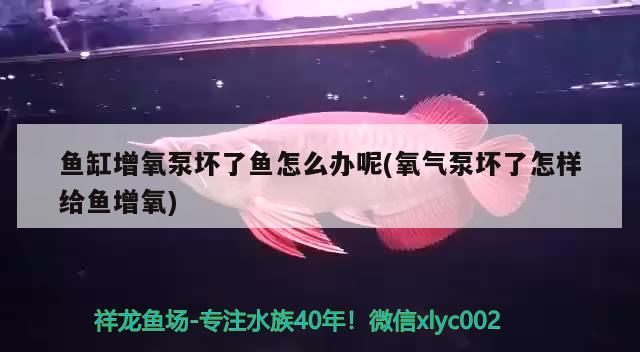 魚缸增氧泵壞了魚怎么辦呢(氧氣泵壞了怎樣給魚增氧) 魚缸/水族箱