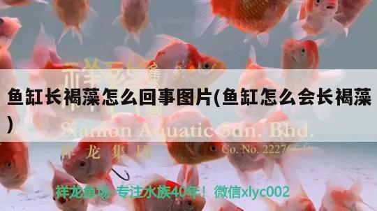 魚缸長褐藻怎么回事圖片(魚缸怎么會長褐藻) 大白鯊魚苗